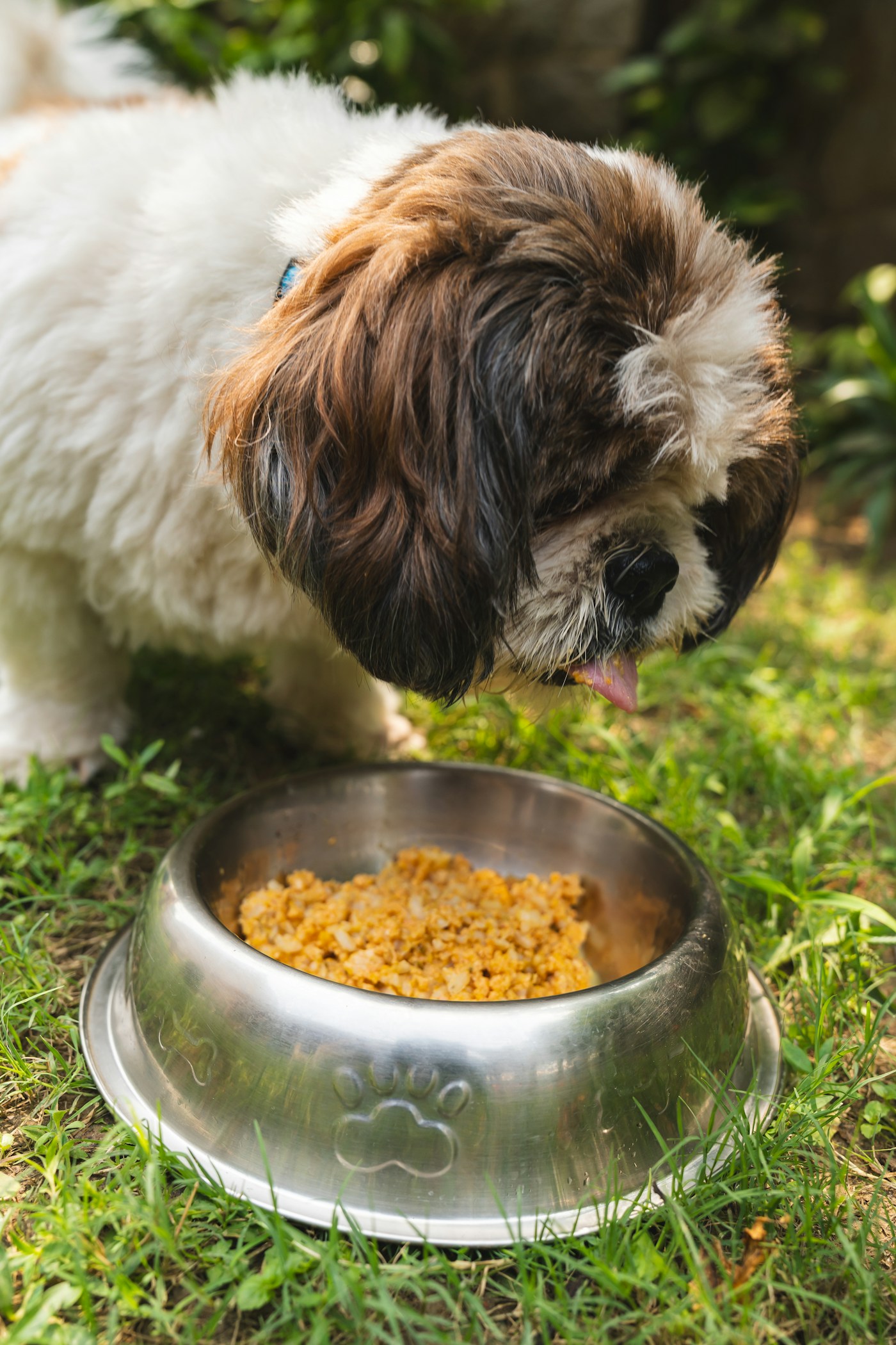 A small brown and white dog inspecting a full food bowl